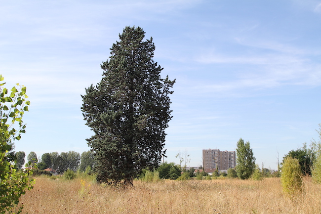 © Nataniel Halberstam